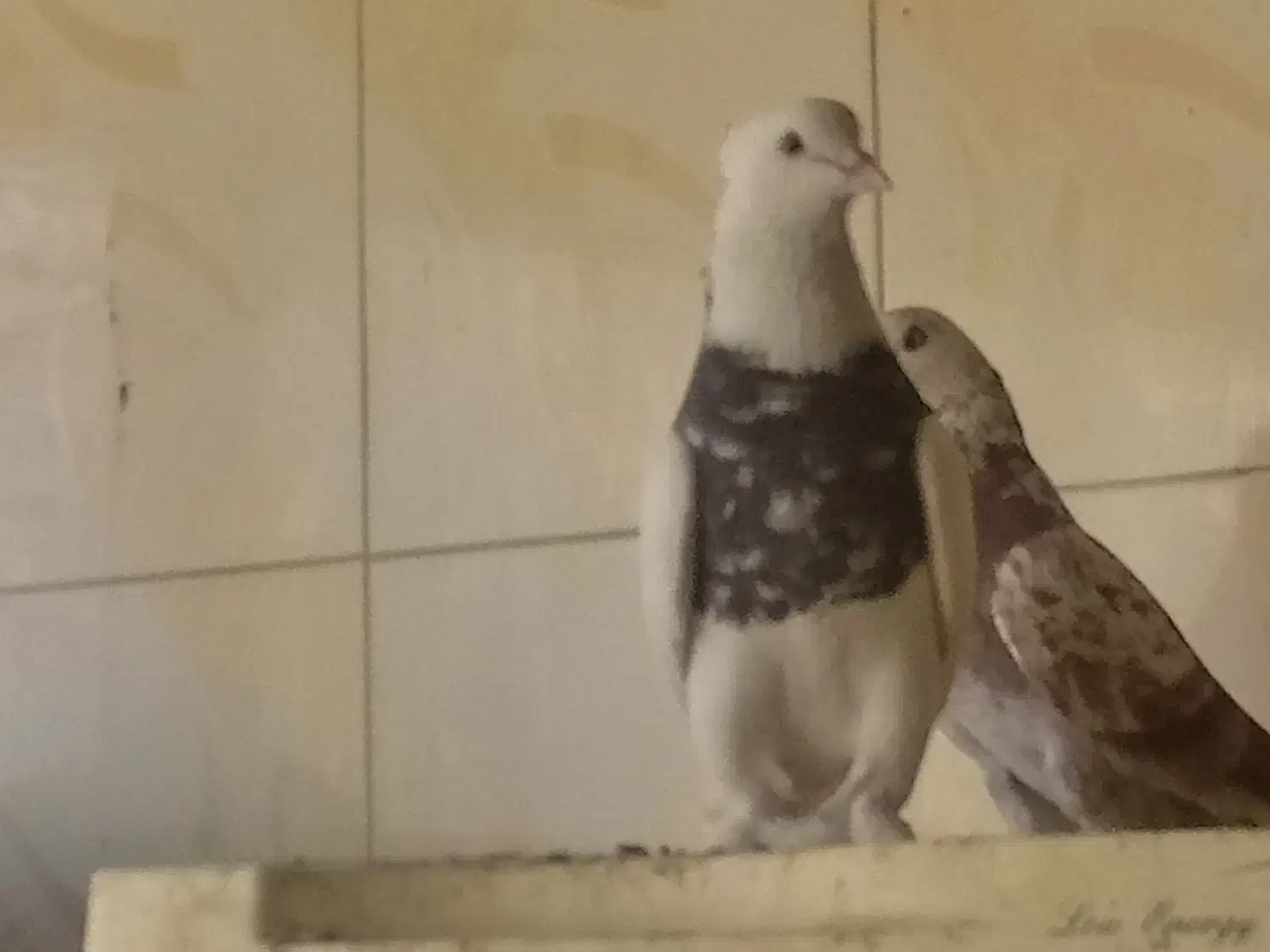 طوقی سرور|پرنده|قم, دورشهر|دیوار