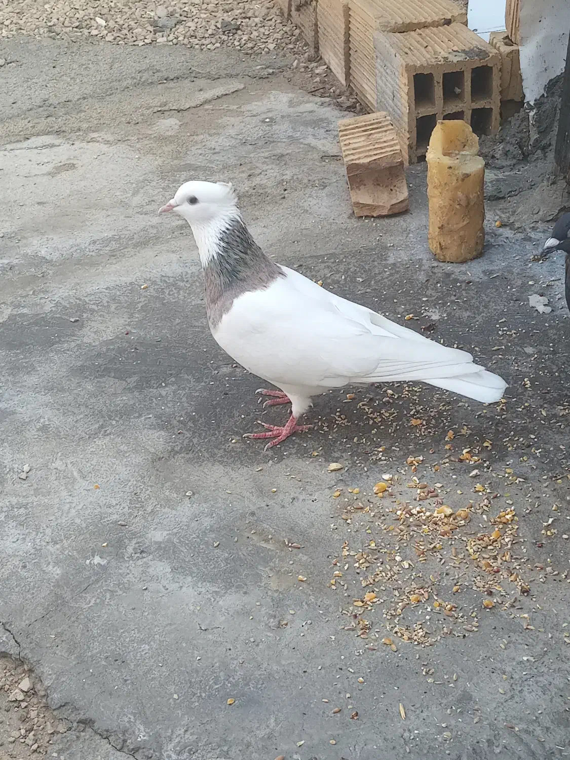 کبوتر طوقی|پرنده|برازجان, |دیوار