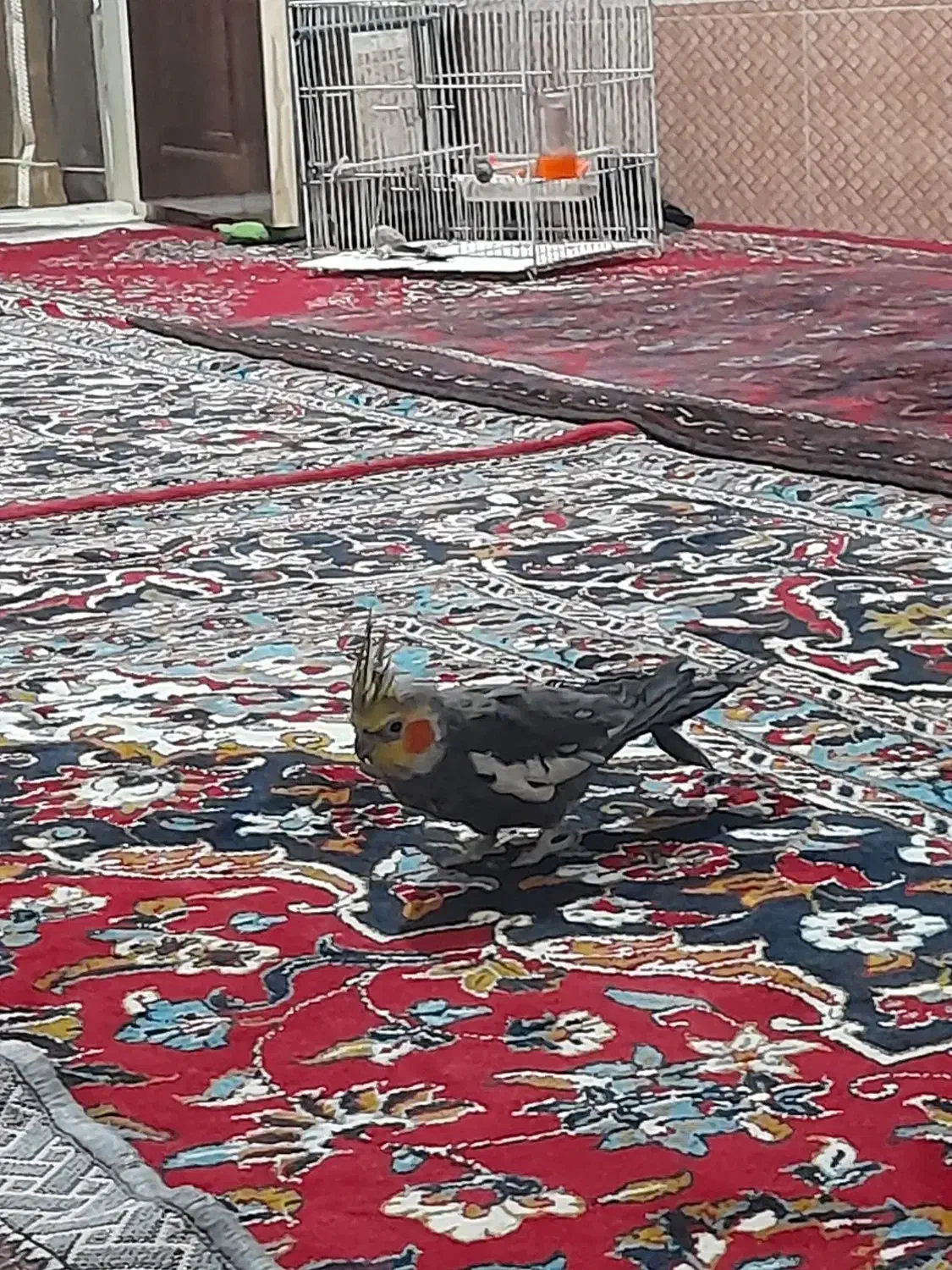 8000000|پرنده|رضویه, |دیوار