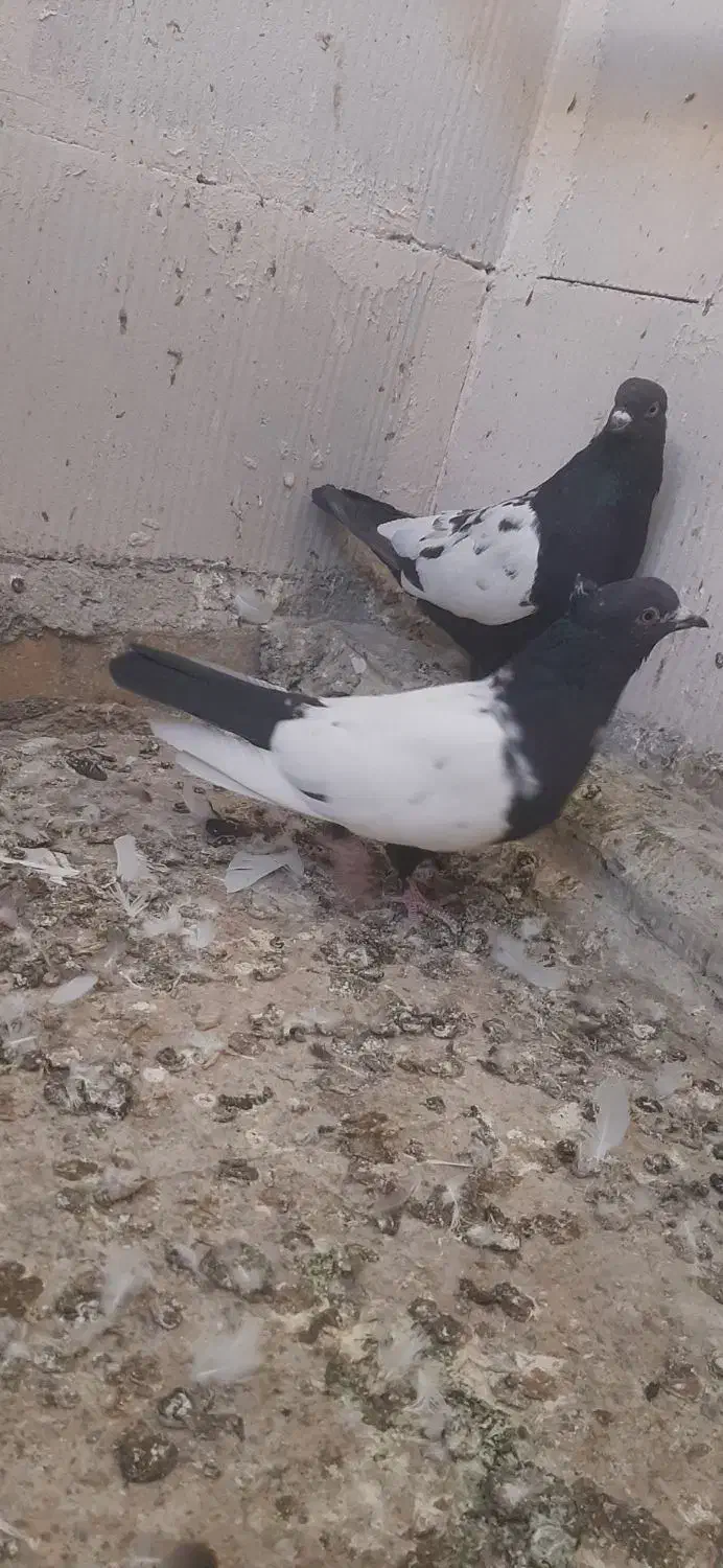 کبوتر سینهای|پرنده|شاهنجرین, |دیوار