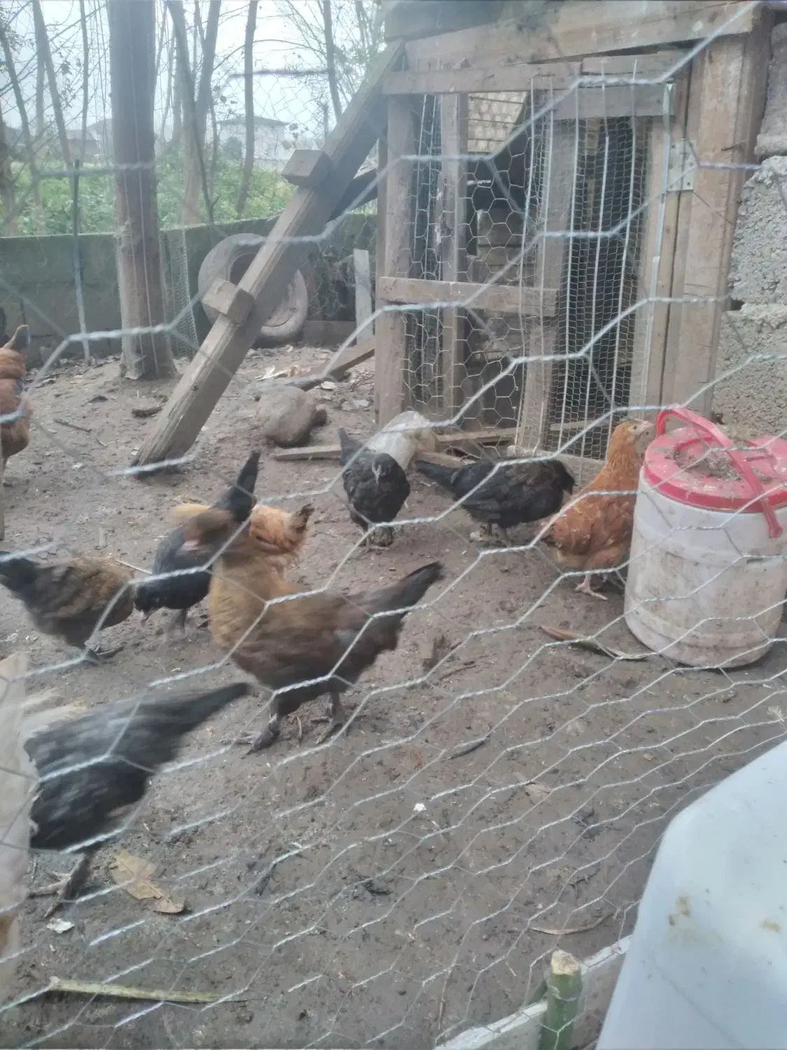 جوجه کوشین|حیوانات مزرعه|رودسر, |دیوار