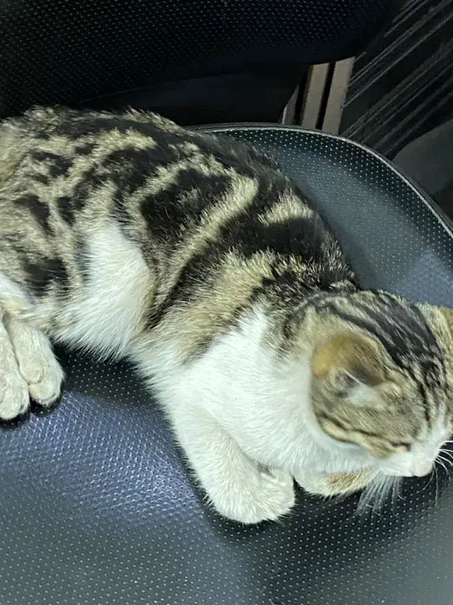 بچه گربه واگذاری|گربه|فردیس, شهرک شهید حسینی|دیوار