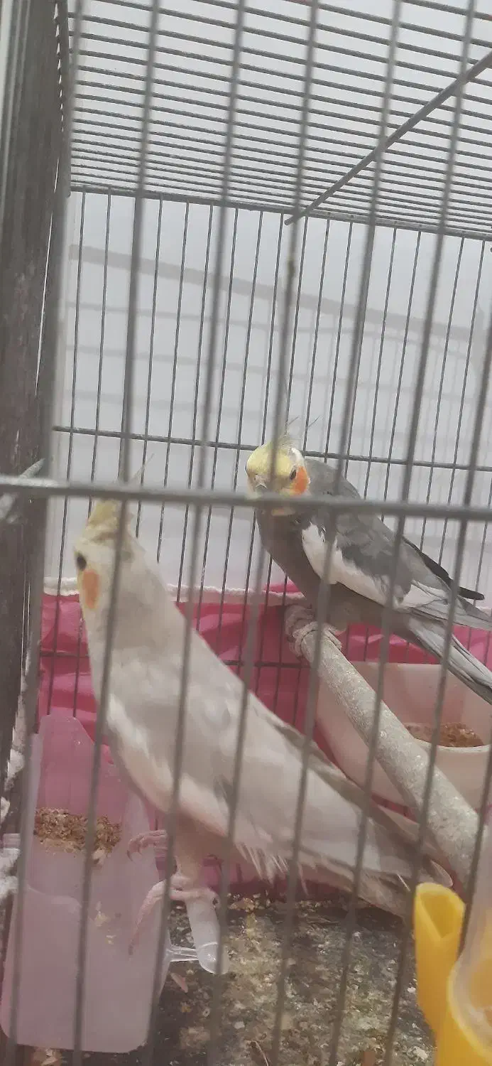 عروس هلندی|پرنده|رشت, شهرک شهید مفتح|دیوار