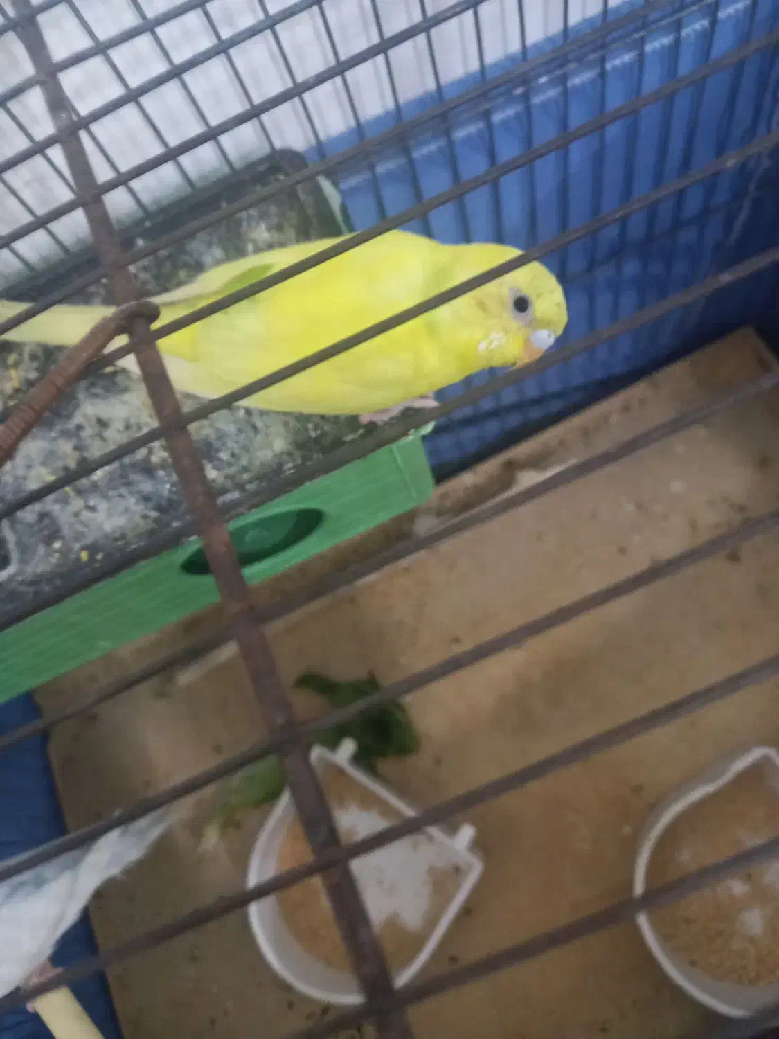 پرنده|حراج|نسیم‌شهر, |دیوار