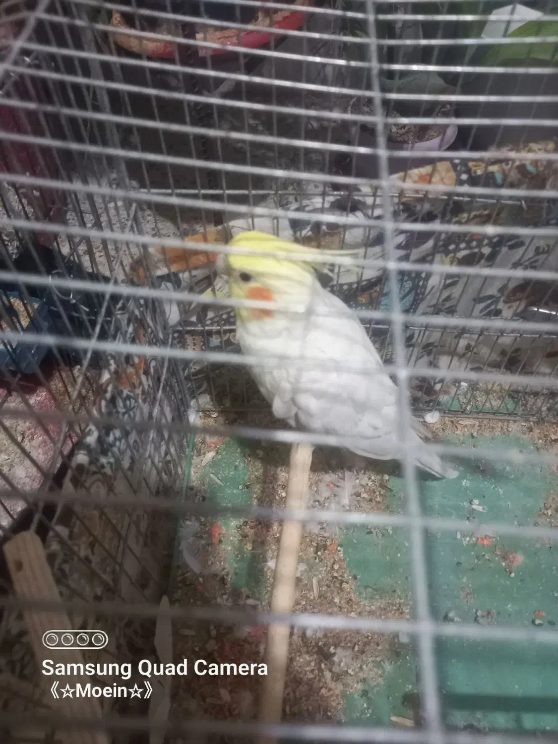 عروس هلندی|پرنده|سمیرم, |دیوار