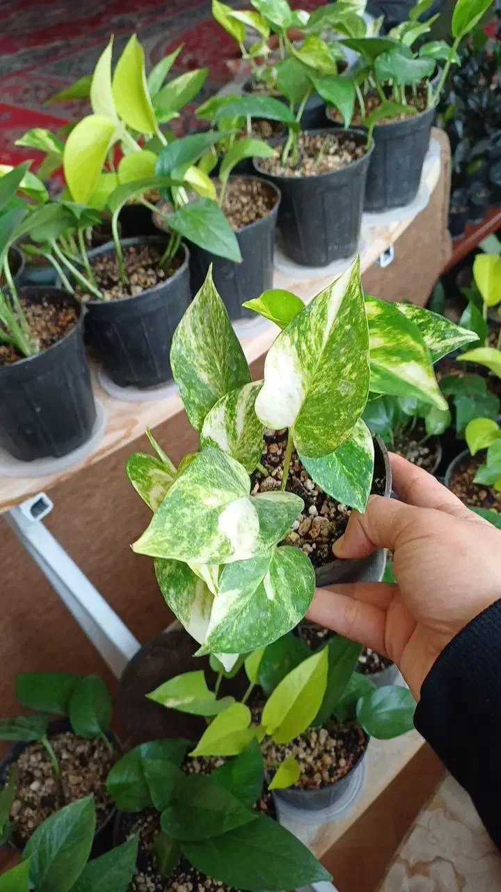 پوتوس|گل و گیاه طبیعی|شیروان (خراسان), |دیوار