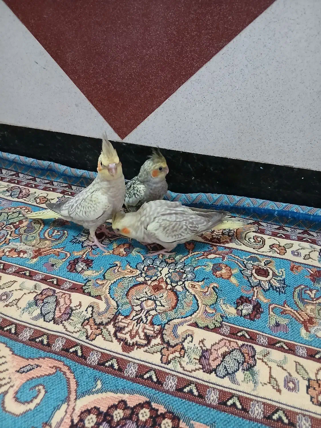 عروس هلندی گلباقالی سرلاکی|پرنده|لالجین, |دیوار