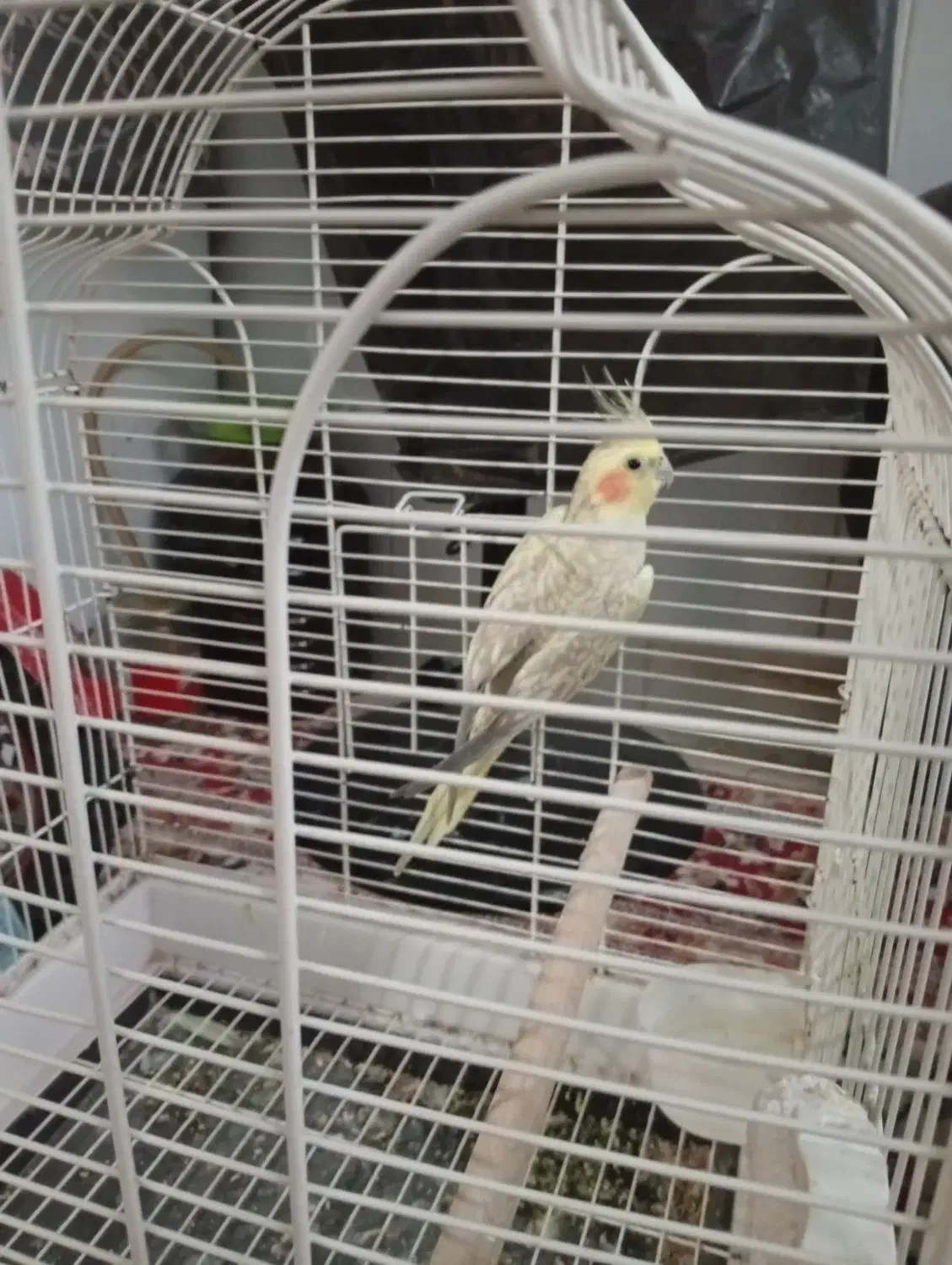 عروس هلندی|پرنده|اردکان, |دیوار