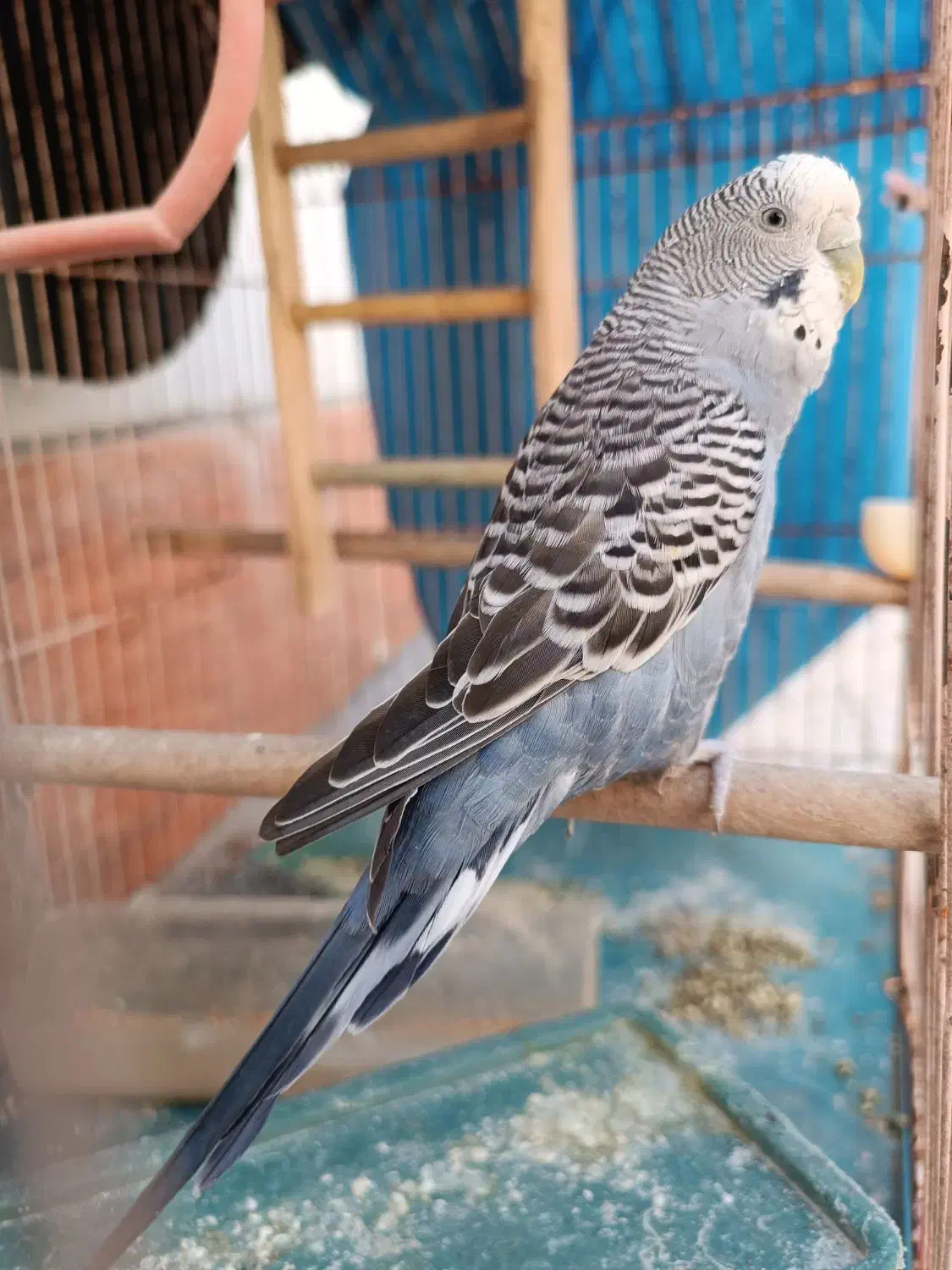 مرغ عشق ماده زیبا|پرنده|بهبهان, |دیوار