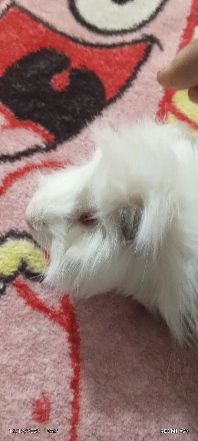 خوکچه هندی|موش و خرگوش|اهواز, کمپلو جنوبی|دیوار