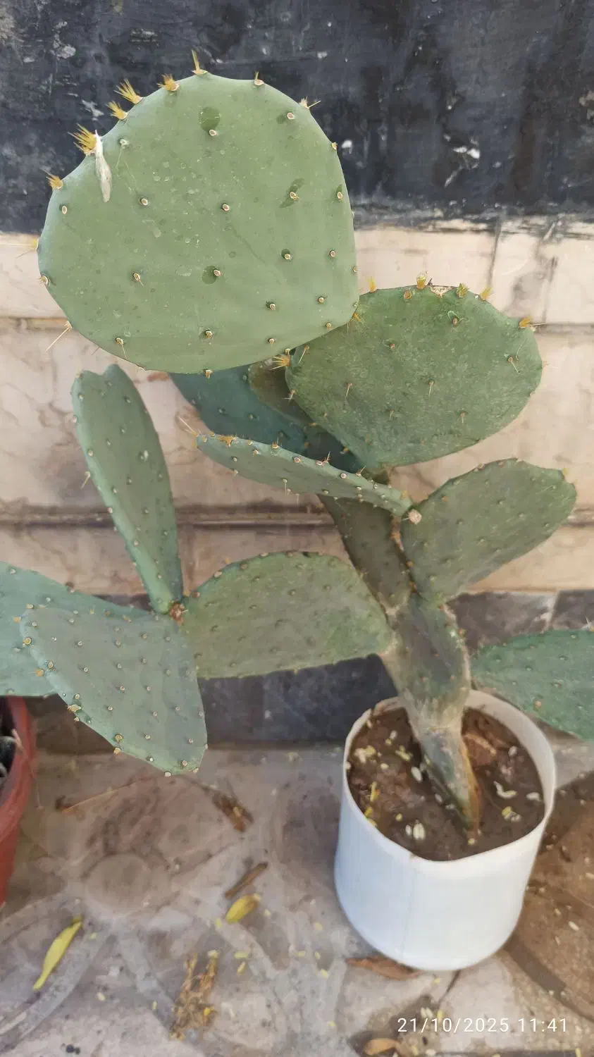 کاکتوس بسیار زیبا ومفید|گل و گیاه طبیعی|شیراز, ریاستی|دیوار