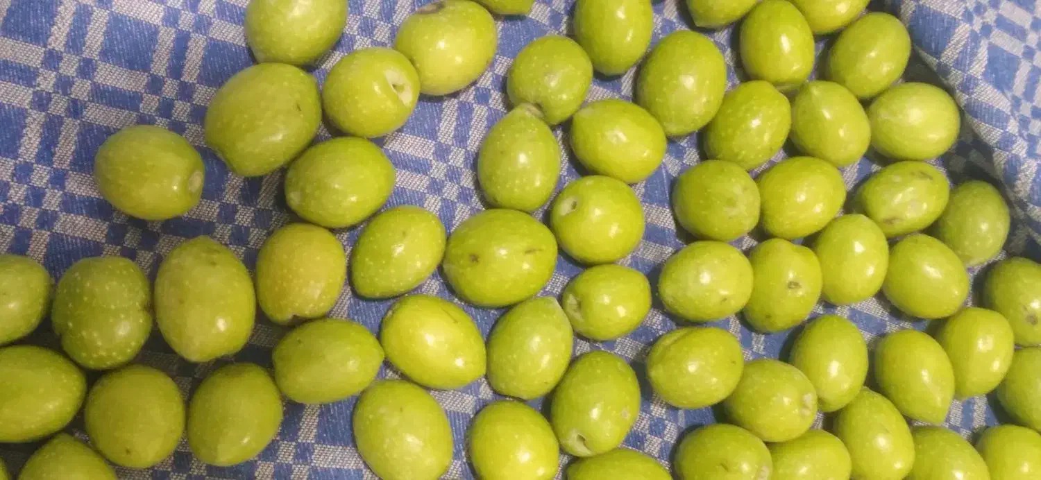 زیتون کنسروی درجه یک درشت فاضل آباد آزادشهر|خوردنی و آشامیدنی|آزادشهر, |دیوار
