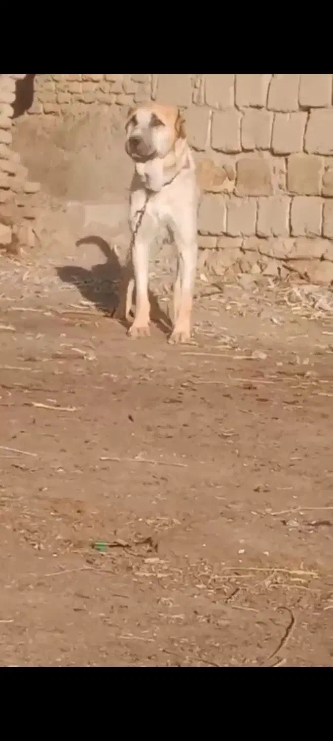 سه ساله|سگ|محمدبار, |دیوار