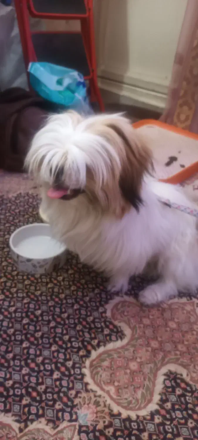 سگ شیتزو سوپر فلت|سگ|اراک, |دیوار