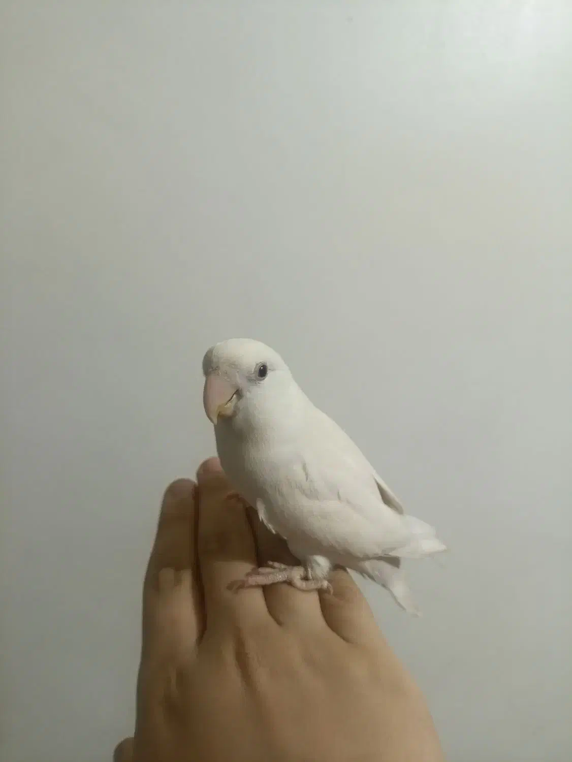 طوطی برزیلی سفید|پرنده|پاکدشت, خاتون آباد|دیوار