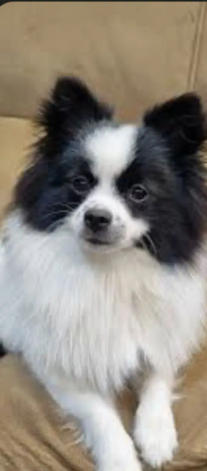 سگ اشتپیز|سگ|آبادان, |دیوار