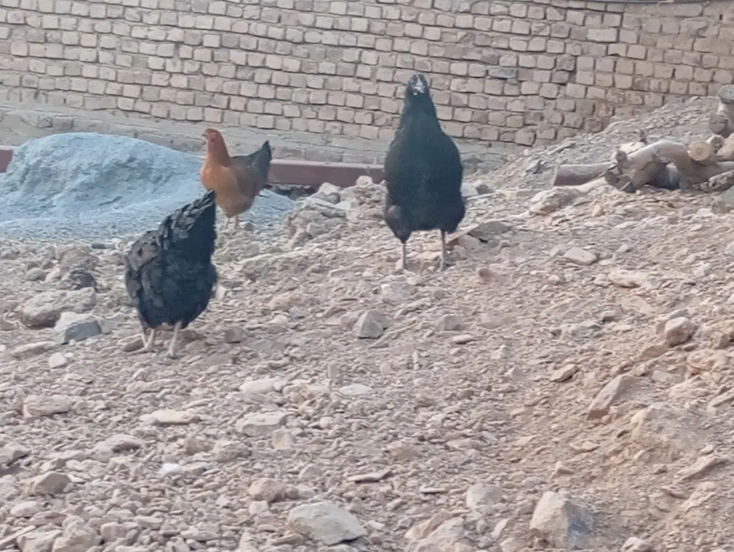 فروش خروس و وار|حیوانات مزرعه|خنداب, |دیوار