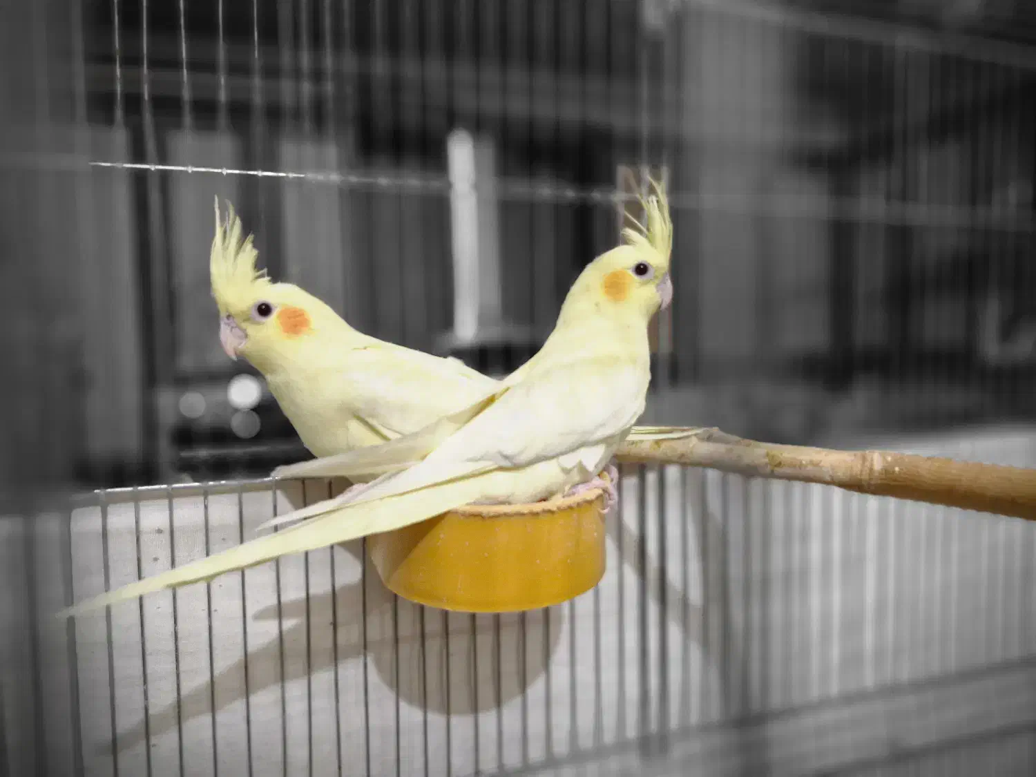 سالن پرورش طوطی عروس هلندی-خرید مستقیم ازپرورشگاه|پرنده|تبریز, |دیوار