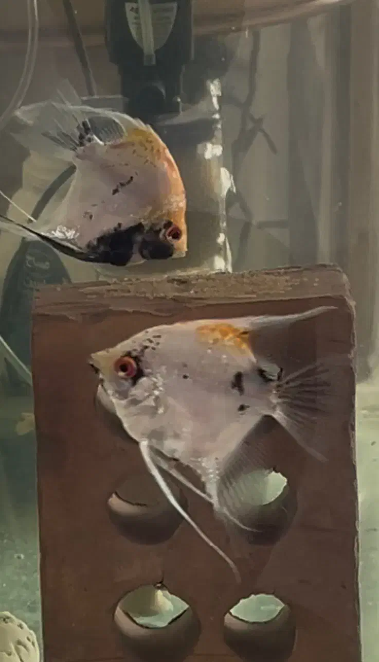 یک جفت ماهی انجل مولد|ماهی|بجنورد, |دیوار