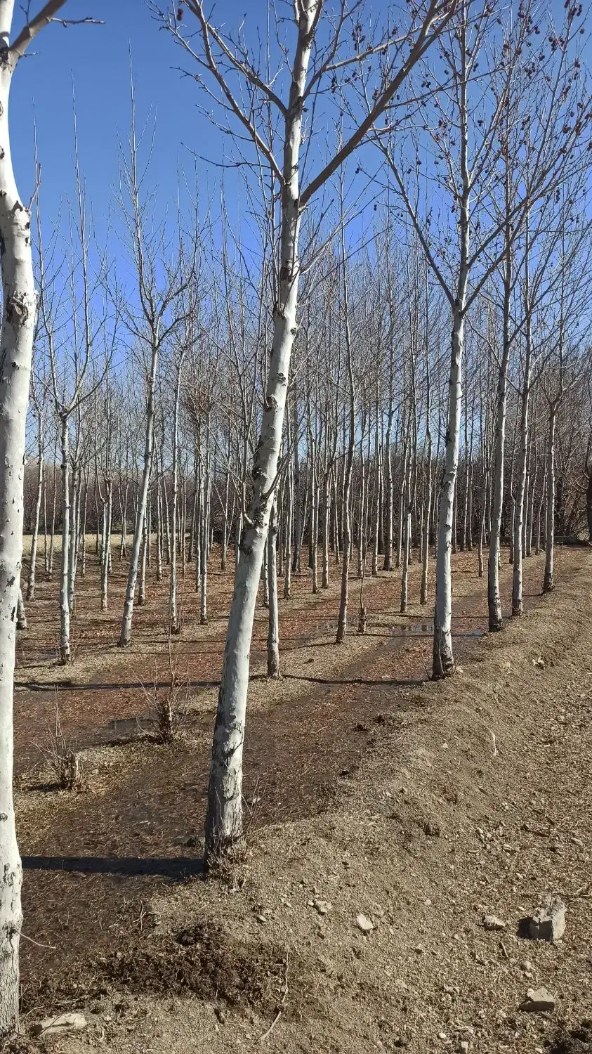 درخت چنار|خدمات باغبانی و درختکاری|مبارکه, |دیوار