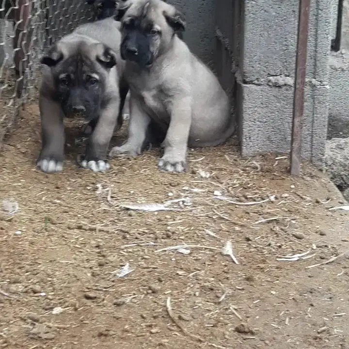 سگ سرابی|سگ|ترکمانچای, |دیوار