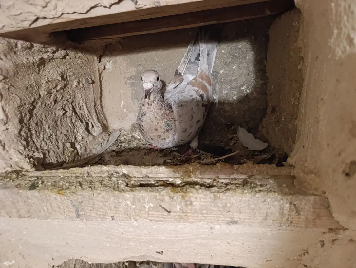 کبوتر کوهی|پرنده|همدان, |دیوار