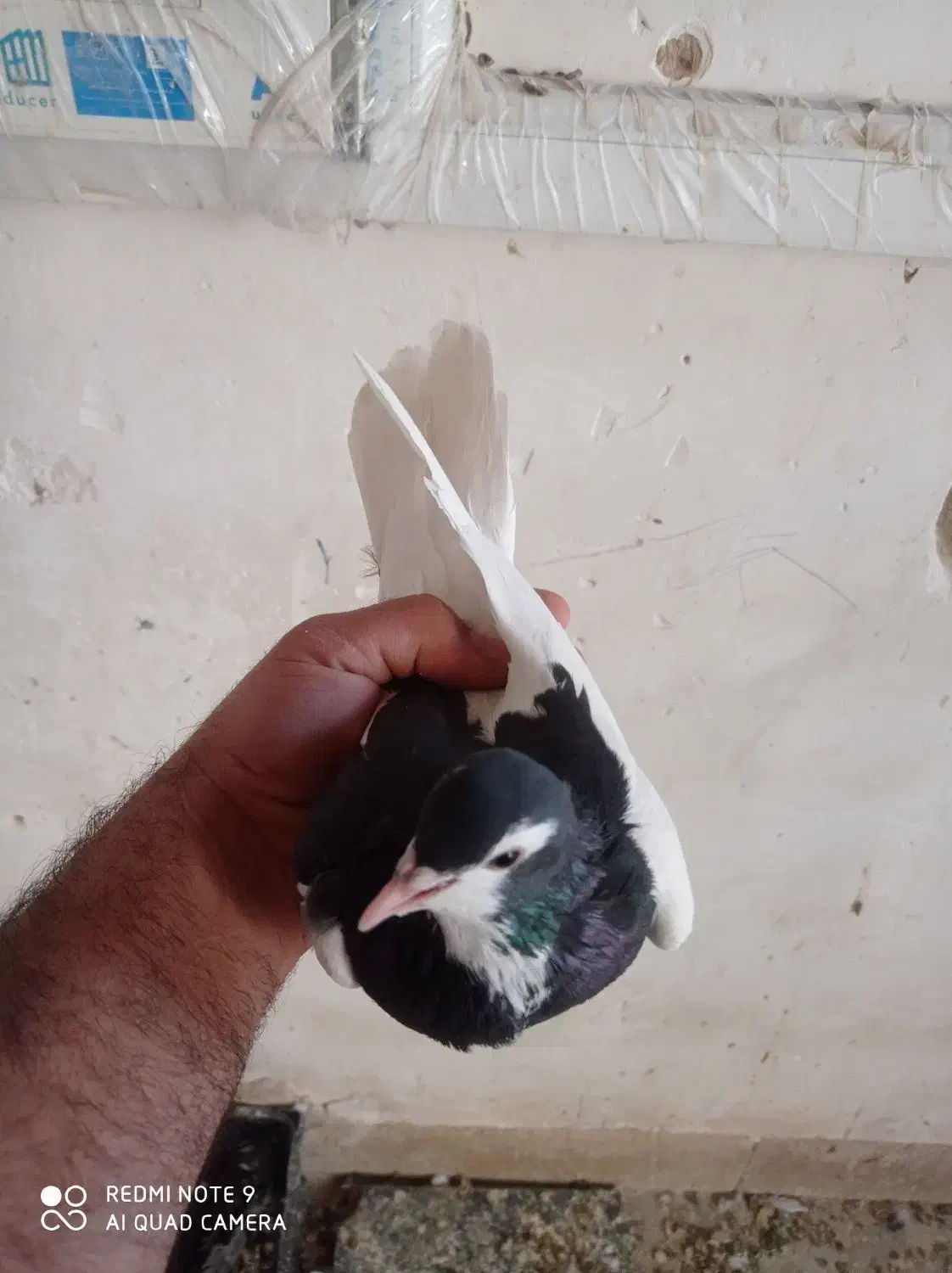 شهری ویال سیاه|پرنده|مرودشت, گندم|دیوار