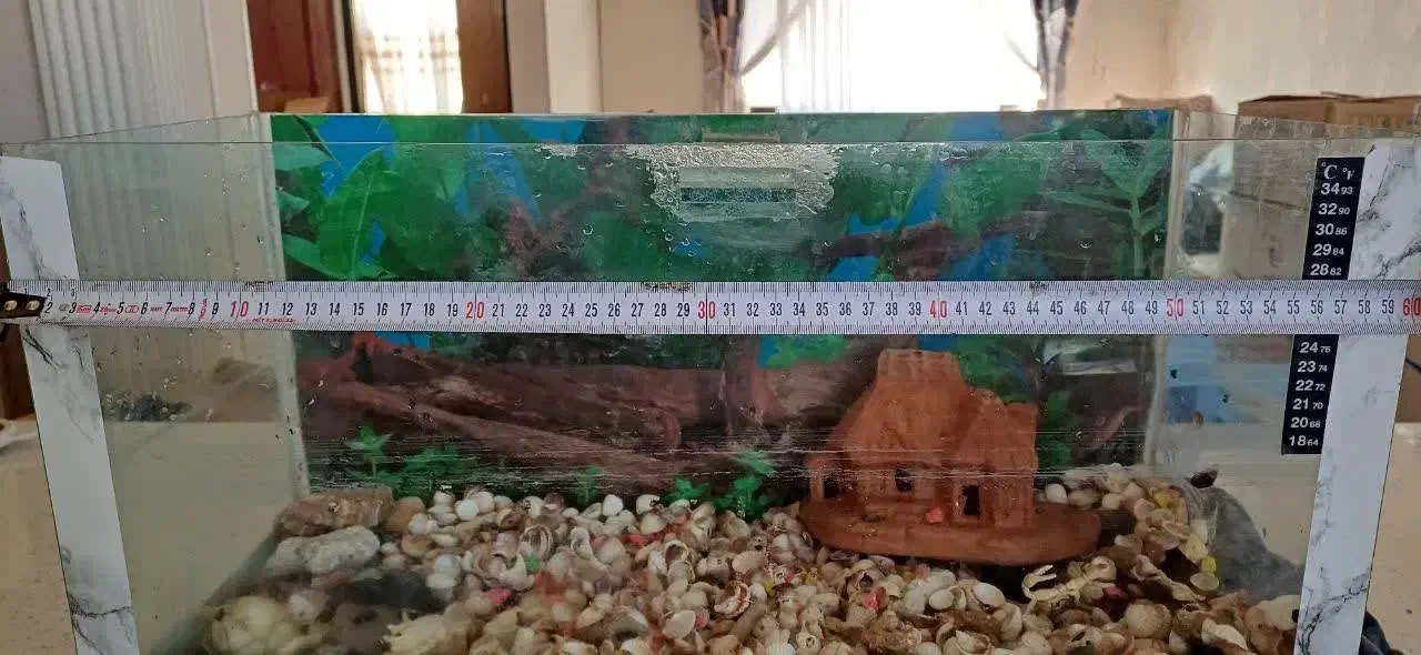 آکواریوم|ماهی|مشهد, تربیت (صدف)|دیوار