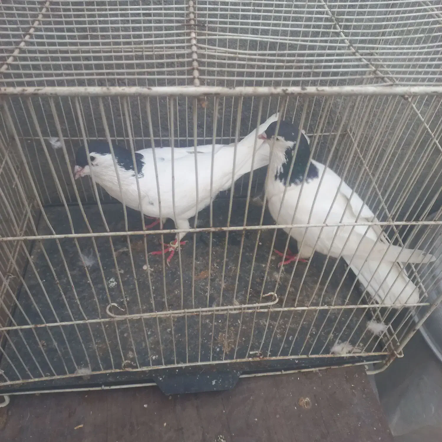 ۶تا کفتر قلمرو مقبول|پرنده|مشهد, هفده شهریور|دیوار