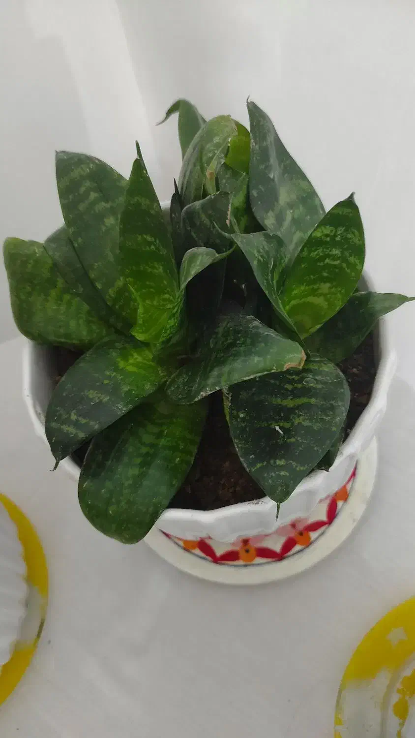 گل سانسوریا پا کوتاه|گل و گیاه طبیعی|کرج, باغستان|دیوار