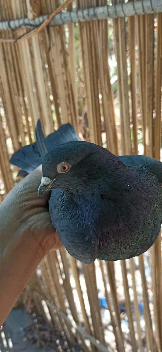 کبوتر|پرنده|بم, |دیوار