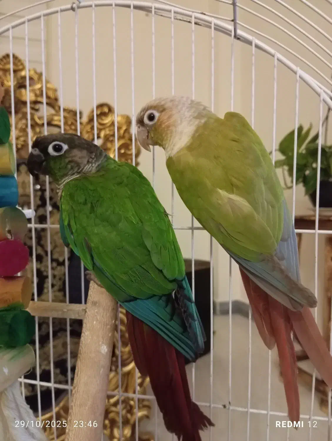 گرینچیک|پرنده|پرند, فاز ۰|دیوار