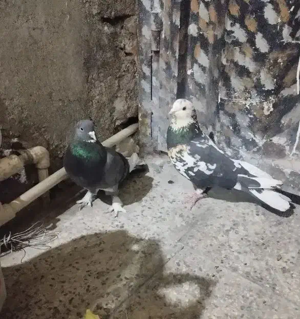 کفتر نر ماده|پرنده|پاکدشت, حصار امیر|دیوار