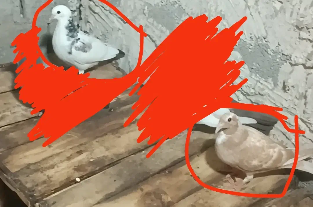 کبوتر|پرنده|آبپخش, |دیوار