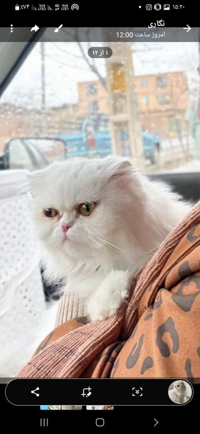 گربه پرشین ماده|گربه|زرند, |دیوار