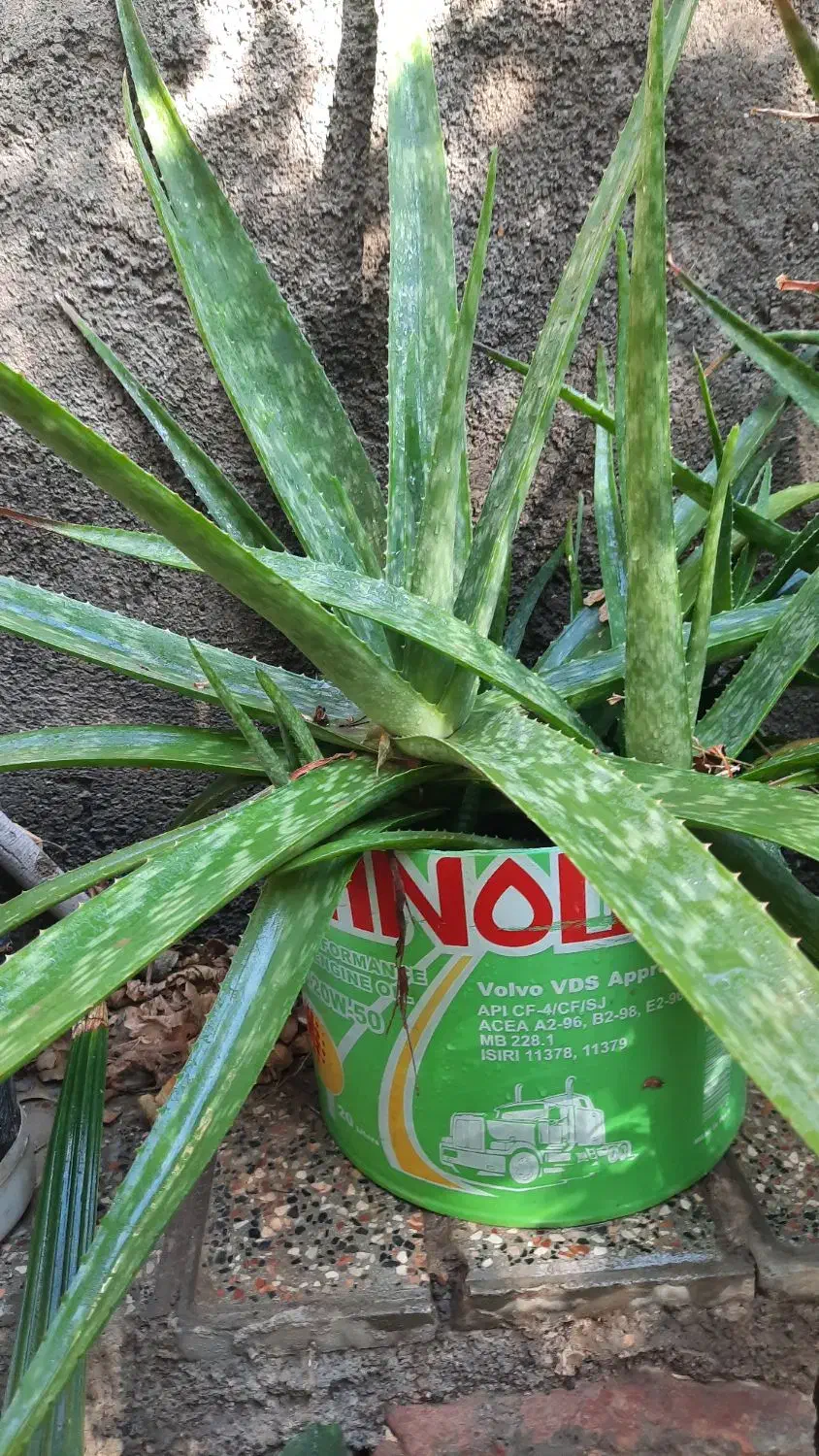 گل آلوعه ورا|گل و گیاه طبیعی|تربت جام, والفجر|دیوار