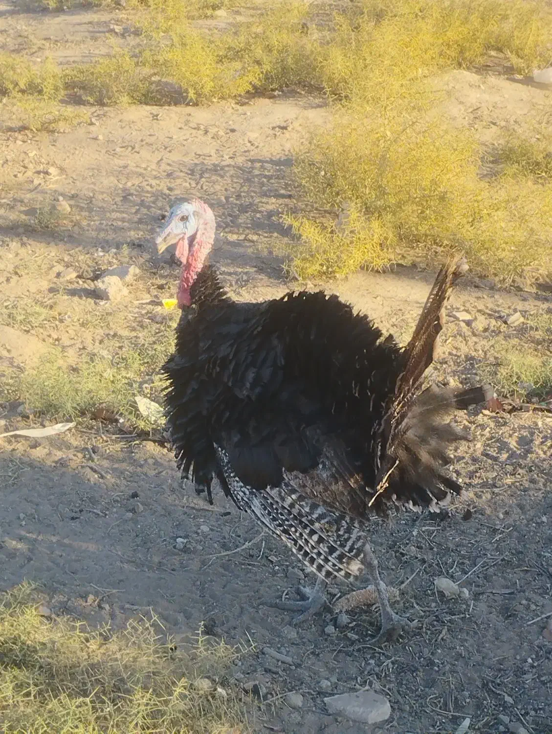 بوقلمون نر|حیوانات مزرعه|سیرجان, |دیوار