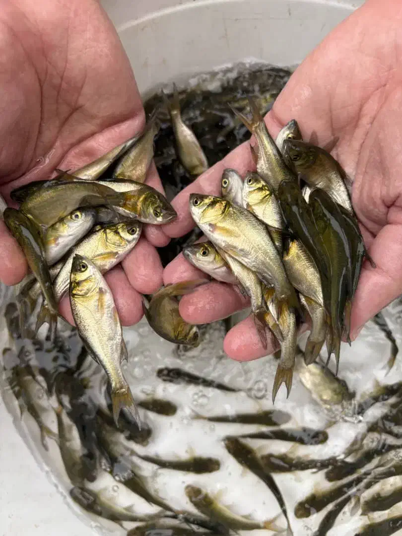 بچه ماهی بیگهد|ماهی|قزوین, |دیوار