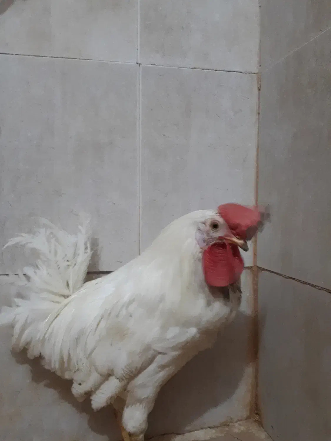 خروس سرحال|حیوانات مزرعه|قم, نخودی|دیوار