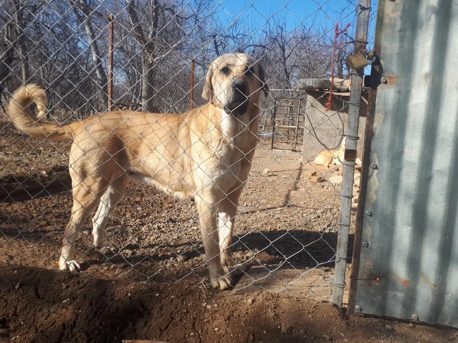 واگذاری سگ ماده پژدر جوان و سالم|سگ|قزوین, |دیوار