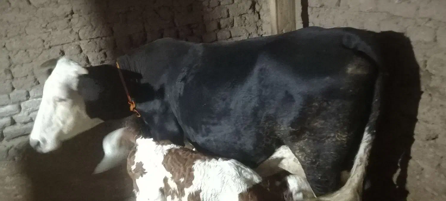 گاو سیمنتال اصل|حیوانات مزرعه|ویلکیج, |دیوار