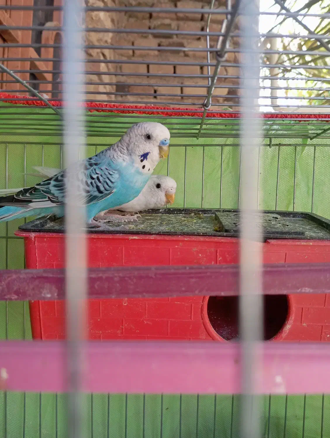 مرغ عشق نزدیک تخم|پرنده|ایرانشهر, |دیوار