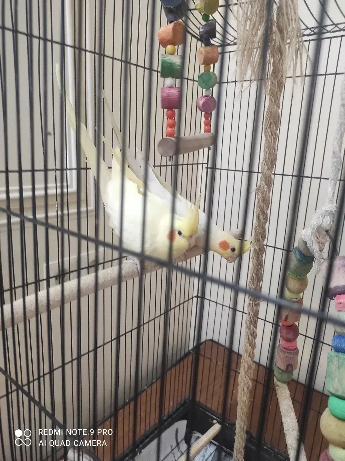 یک جفت طوطی عروس هلندی|پرنده|کرمان, |دیوار