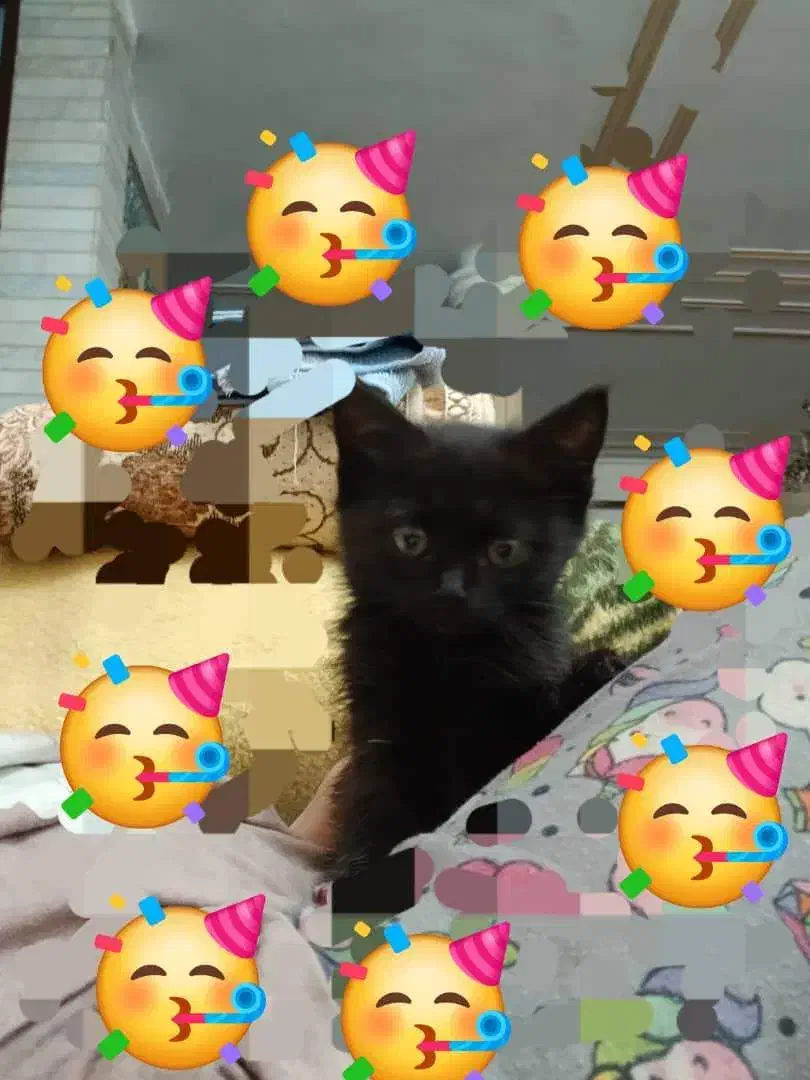 گربه بانمک و شیطون|گربه|کرمان, |دیوار