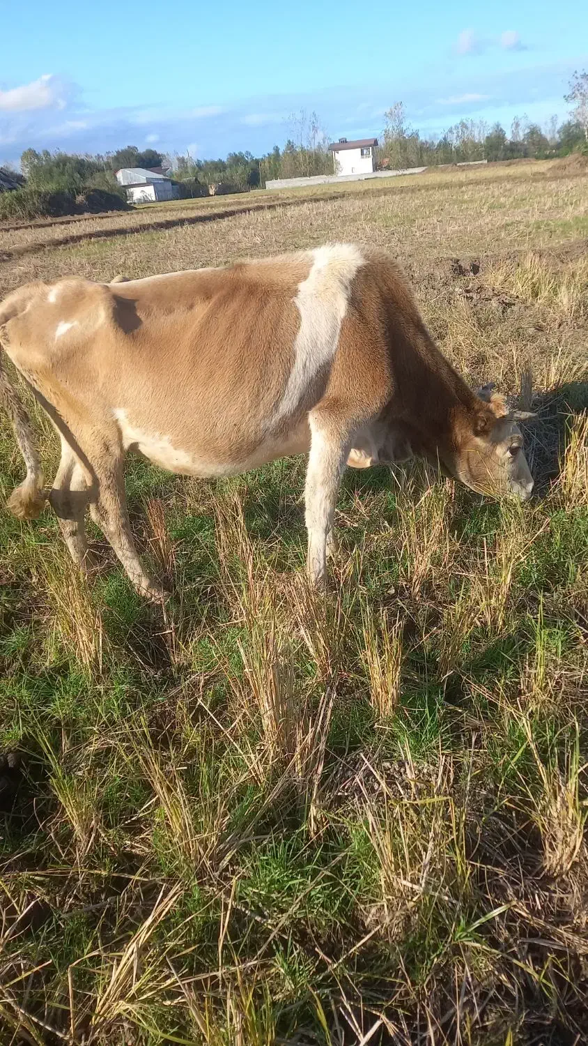 گاو‌‌محلی|حیوانات مزرعه|سیاهکل, |دیوار