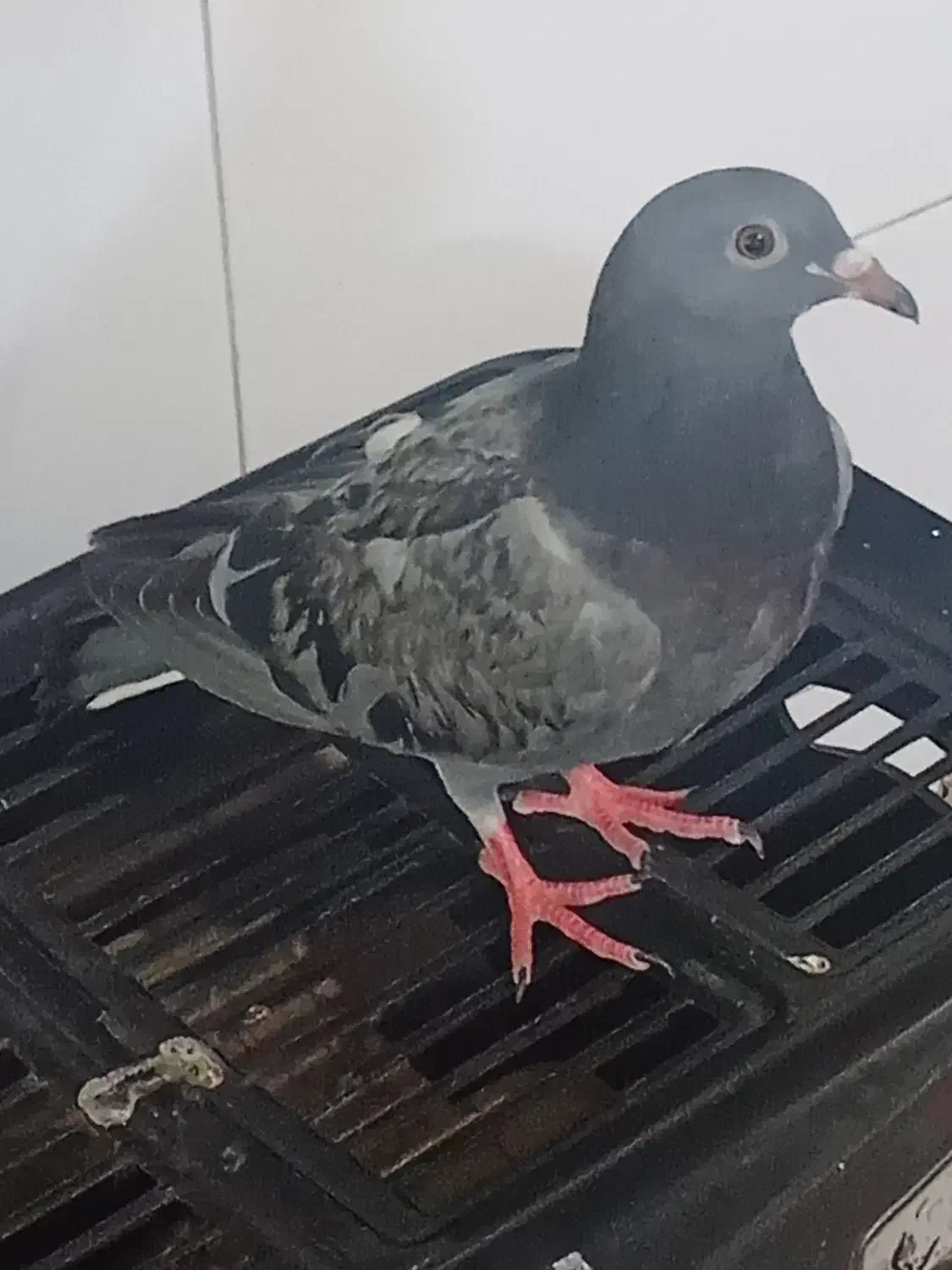 کبوتر خوشگل و خوش رنگ|پرنده|آبیک, |دیوار