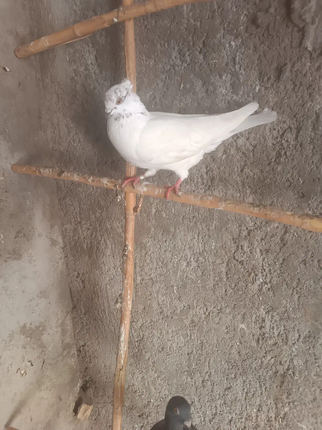 کفترتک پر|پرنده|مینودشت, |دیوار