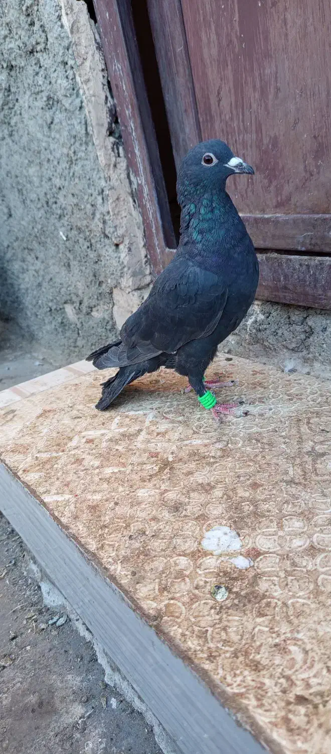 یک نروماده زاغ کرمونی سیستانی و جوجه زاغ کرمونی|پرنده|تربت‌حیدریه, داروپخش|دیوار