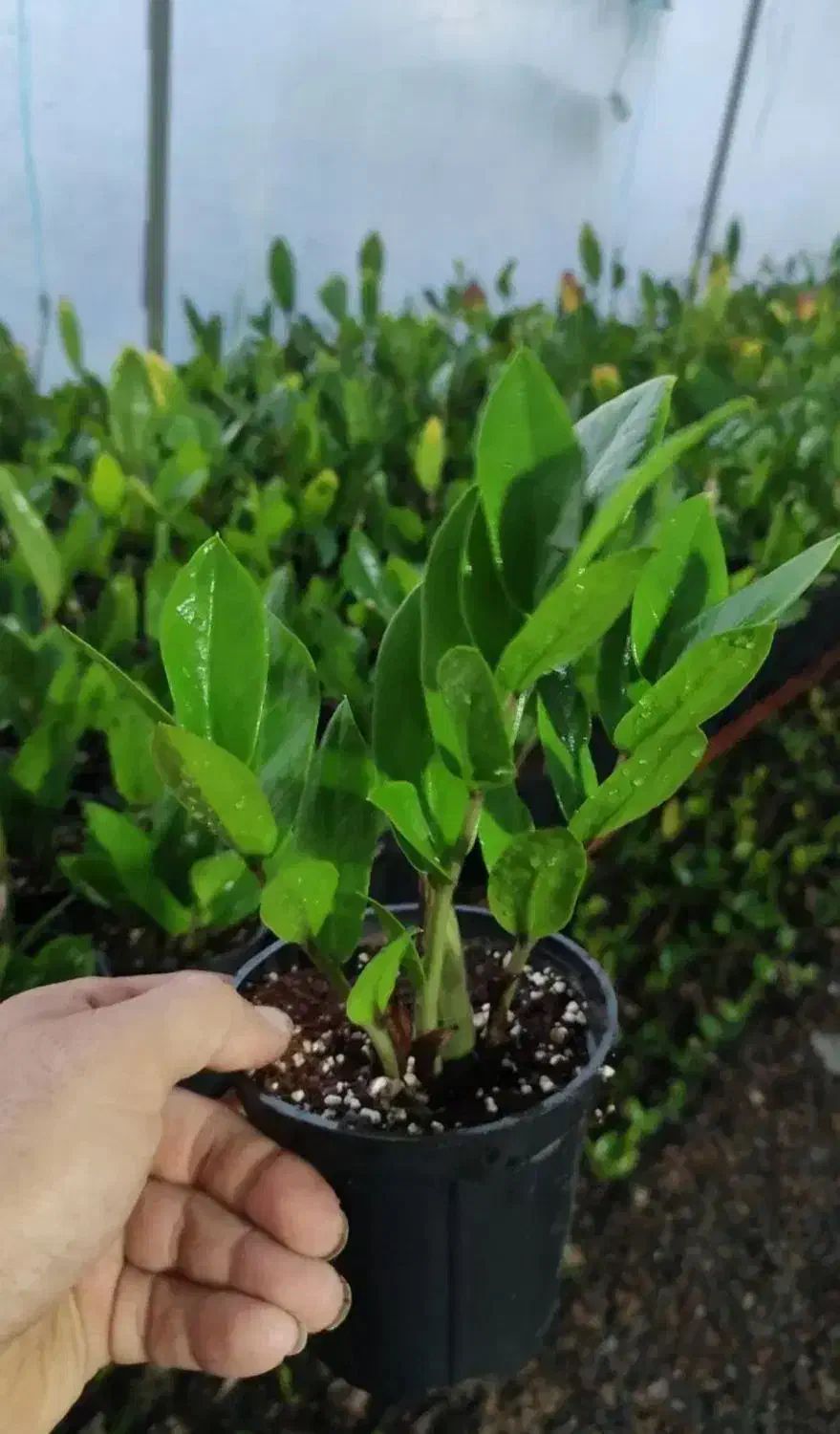 گل زاموفیلیا کادو برای روز مادر فقط70هزار|گل و گیاه طبیعی|زاهدان, |دیوار