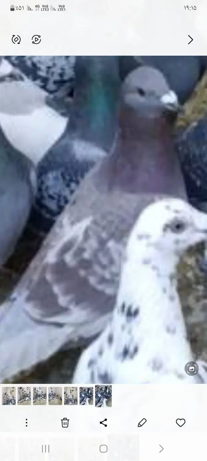 کفتر گمشده|حیوانات|شیراز, محراب|دیوار